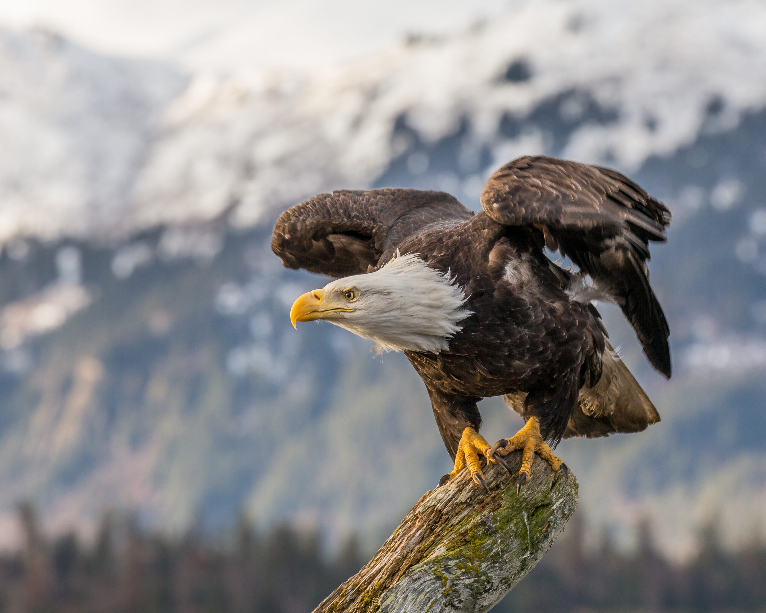 American Eagle religion